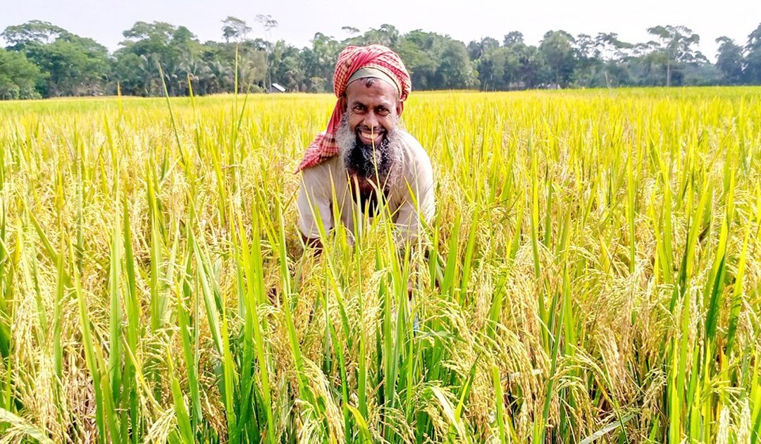 চরফ্যাসনে আমনের বাম্পার ফলন কৃষকের মুখে হাসি