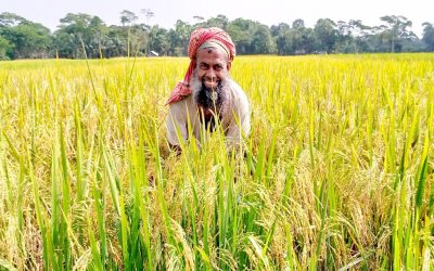 চরফ্যাসনে আমনের বাম্পার ফলন কৃষকের মুখে হাসি