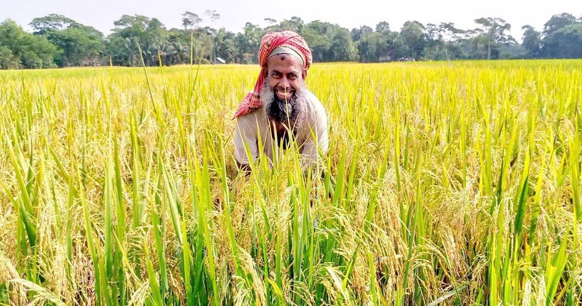 চরফ্যাসনে আমনের বাম্পার ফলন কৃষকের মুখে হাসি