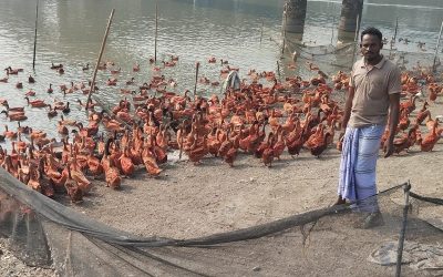 শীতে বেড়েছে চরফ্যাসনে হাঁসের চাহিদা