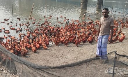 শীতে বেড়েছে চরফ্যাসনে হাঁসের চাহিদা