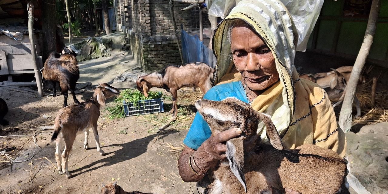 ভোলায় ছাগল পালনে লাভবান সালেহা বেগম