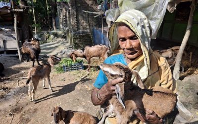 ভোলায় ছাগল পালনে লাভবান সালেহা বেগম