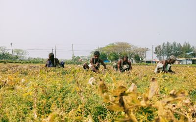 চরফ্যাসনে কোল্ডস্টোরেজ না থাকায় কম দামে বিক্রি করতে হচ্ছে আলু