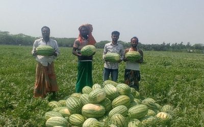 চরফ্যাসনে তরমুজের বাম্পার ফলন, কৃষকের মুখে হাসি