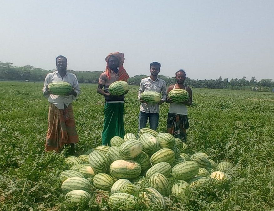 চরফ্যাসনে তরমুজের বাম্পার ফলন, কৃষকের মুখে হাসি