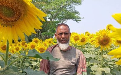 চরফ্যাসনে সূর্যমুখী ফুল চাষে আশার আলো দেখছেন কৃষক আব্দুল কাদের
