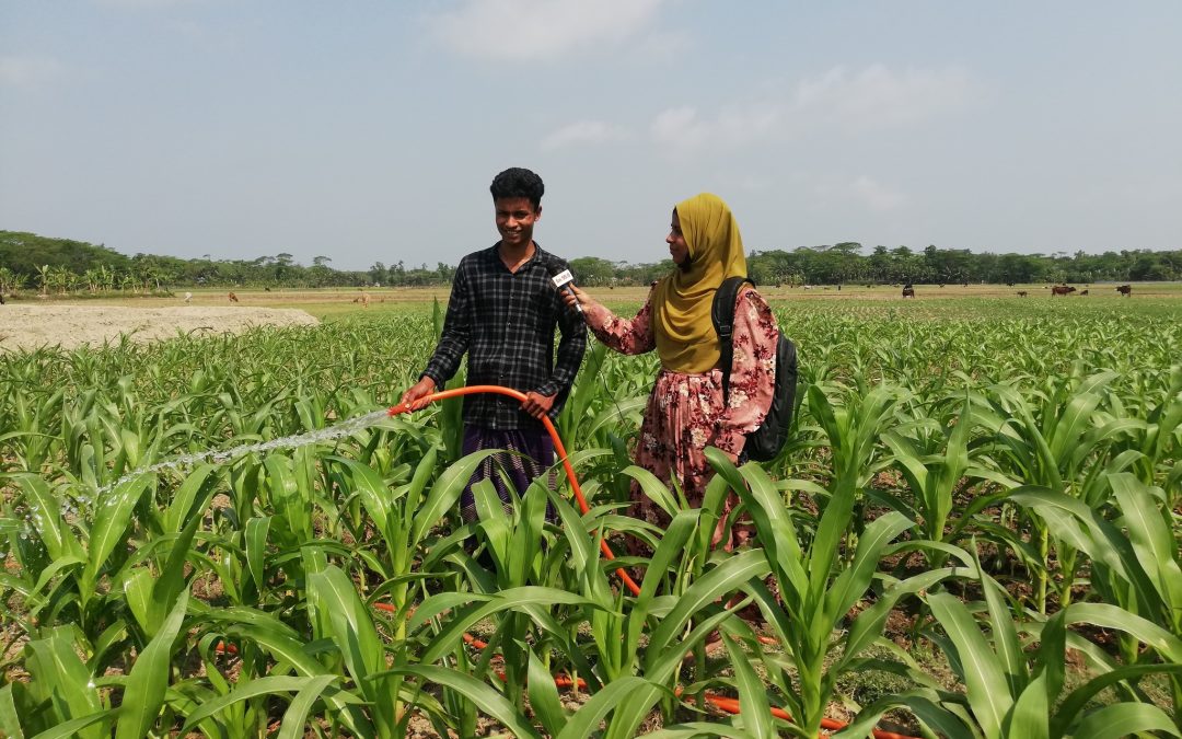 আধুনিক পদ্ধতিতে ভুট্টা চাষে ফিরিয়ে এনেছে কৃষকের হাসি