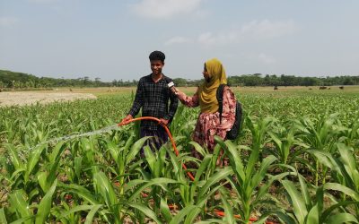 আধুনিক পদ্ধতিতে ভুট্টা চাষে ফিরিয়ে এনেছে কৃষকের হাসি