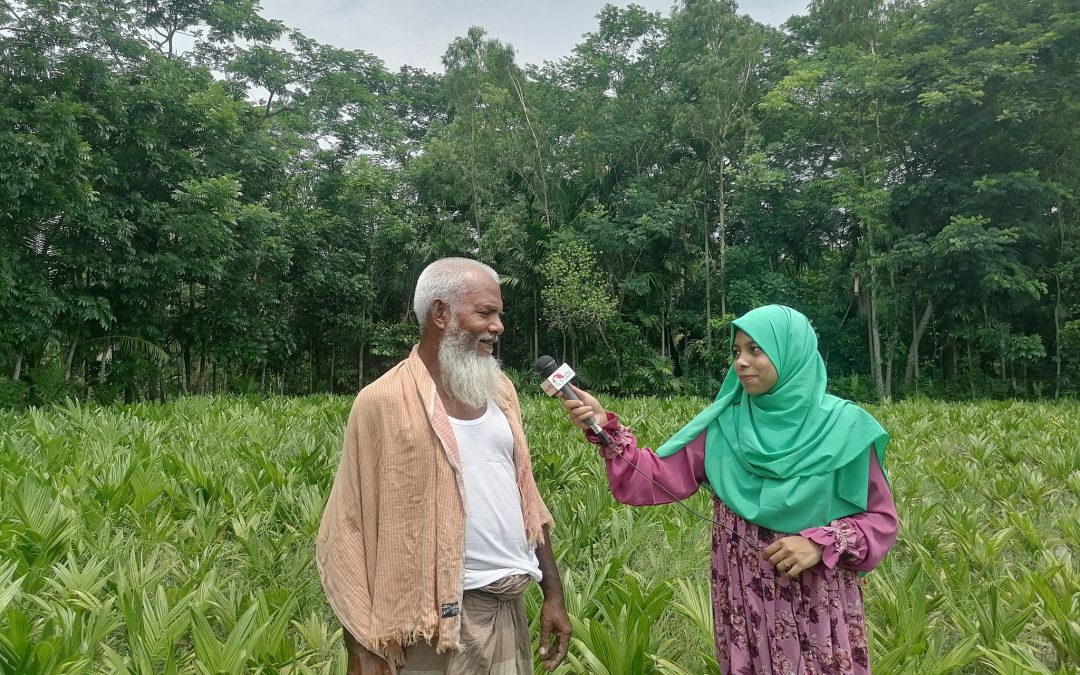 সুপারি, নারকেল গাছের চারা নার্সারি করে সফল হারুন রশিদ