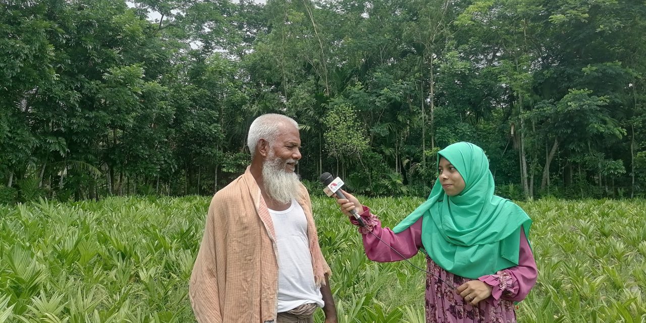 সুপারি, নারকেল গাছের চারা নার্সারি করে সফল হারুন রশিদ