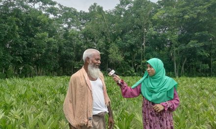 সুপারি, নারকেল গাছের চারা নার্সারি করে সফল হারুন রশিদ