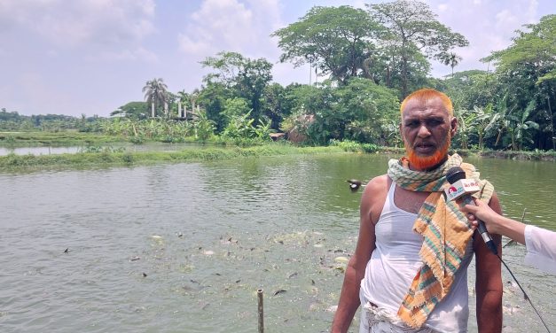 দেশীয় জাতের মাছ চাষে সফল চরফ্যাসনের ফারুক মাতাব্বর