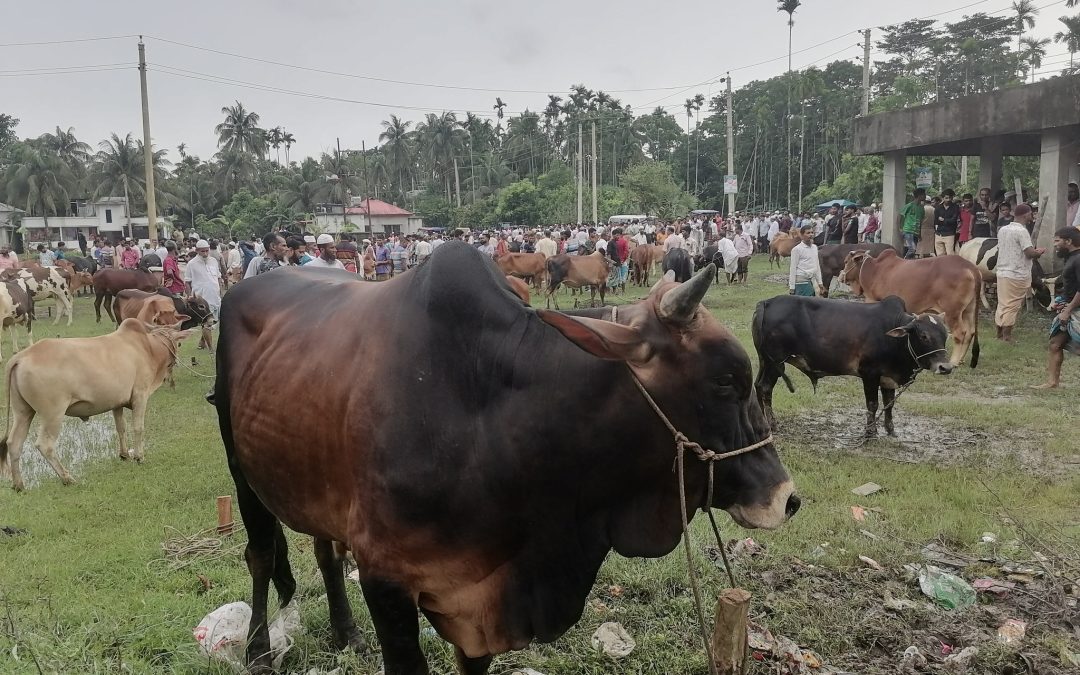 চরফ্যাশনে জমজমাট কোরবানির পশুর হাট