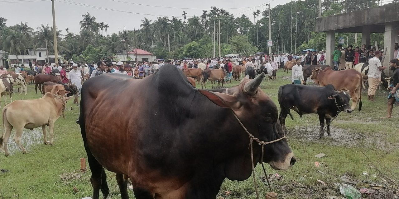 চরফ্যাশনে জমজমাট কোরবানির পশুর হাট