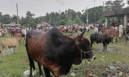 চরফ্যাশনে জমজমাট কোরবানির পশুর হাট