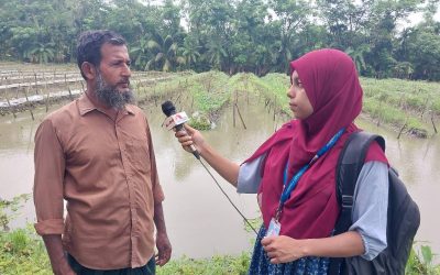 চরফ্যাশনে টানা বৃষ্টিতে ক্ষতির আশঙ্কায় তরমুজ চাষিরা