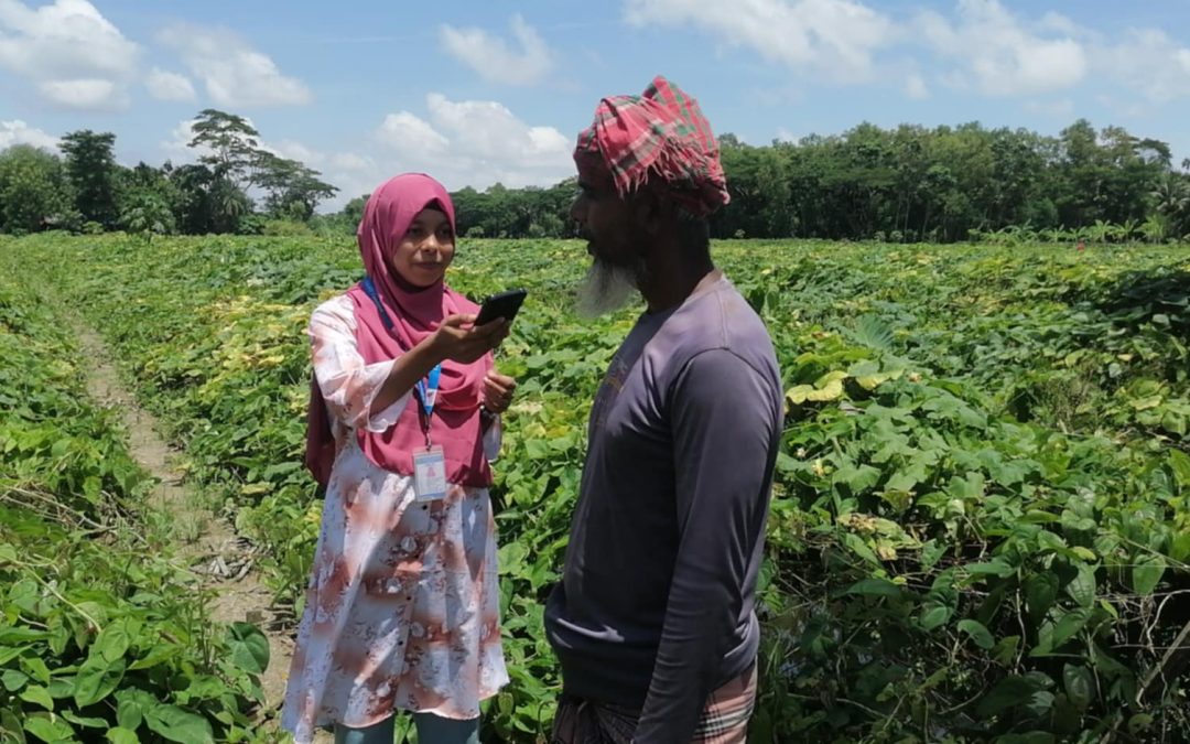 বাণিজ্যেকভাবে মেটে আলু চাষে ব্যাপক জনপ্রিয় হয়ে উঠছে আসলামপুরের কৃষকদের