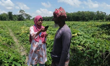 বাণিজ্যেকভাবে মেটে আলু চাষে ব্যাপক জনপ্রিয় হয়ে উঠছে আসলামপুরের কৃষকদের