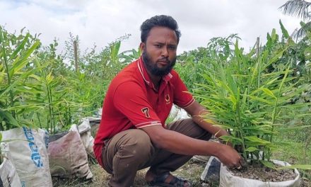 প্রথম বারের মতো বস্তায় আদা চাষে সাফল্য-ভালো দামের প্রত্যাশায় চরফ্যাশনের আব্দুর রহিম