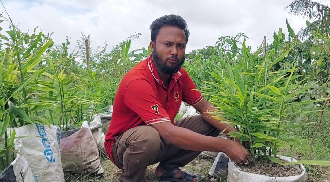 প্রথম বারের মতো বস্তায় আদা চাষে সাফল্য-ভালো দামের প্রত্যাশায় চরফ্যাশনের আব্দুর রহিম