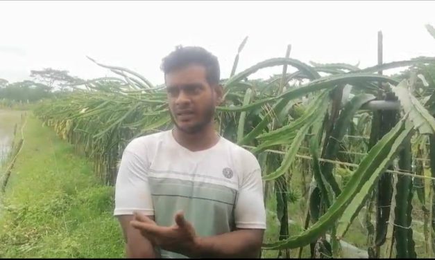 ড্রাগণ চাষে সফল রসুলপুরের তিন ভাই