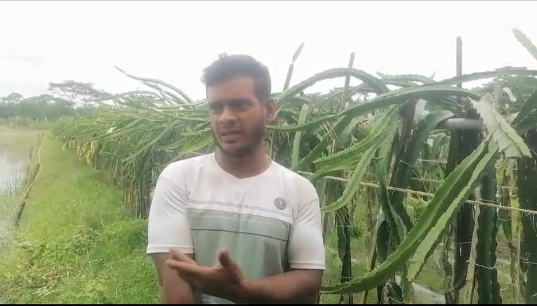 ড্রাগণ চাষে সফল রসুলপুরের তিন ভাই