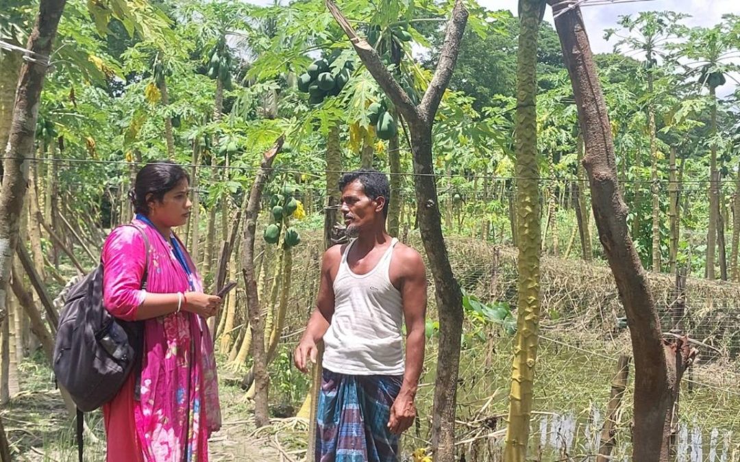 পেঁপের খামারে ছয় লক্ষ টাকা লাভবান কৃষক মো: সেলিম
