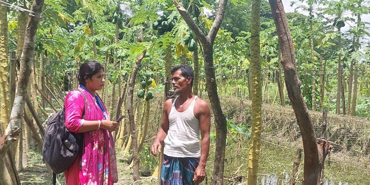 পেঁপের খামারে ছয় লক্ষ টাকা লাভবান কৃষক মো: সেলিম