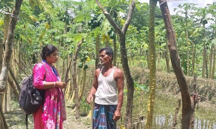 পেঁপের খামারে ছয় লক্ষ টাকা লাভবান কৃষক মো: সেলিম