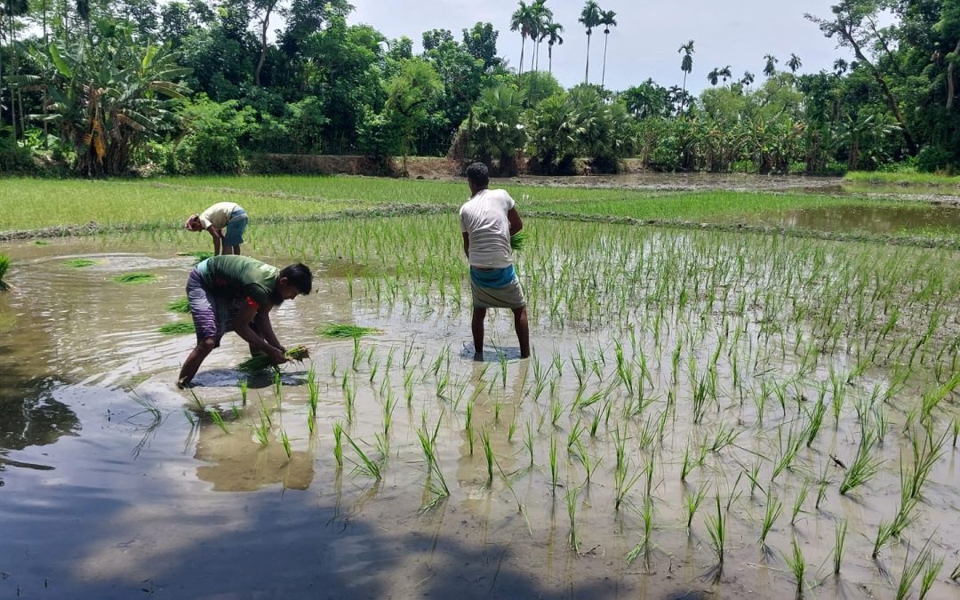 আমনধান রোপনে ব্যস্ত সময় পার করছেন চরফ্যাশনের কৃষকরা