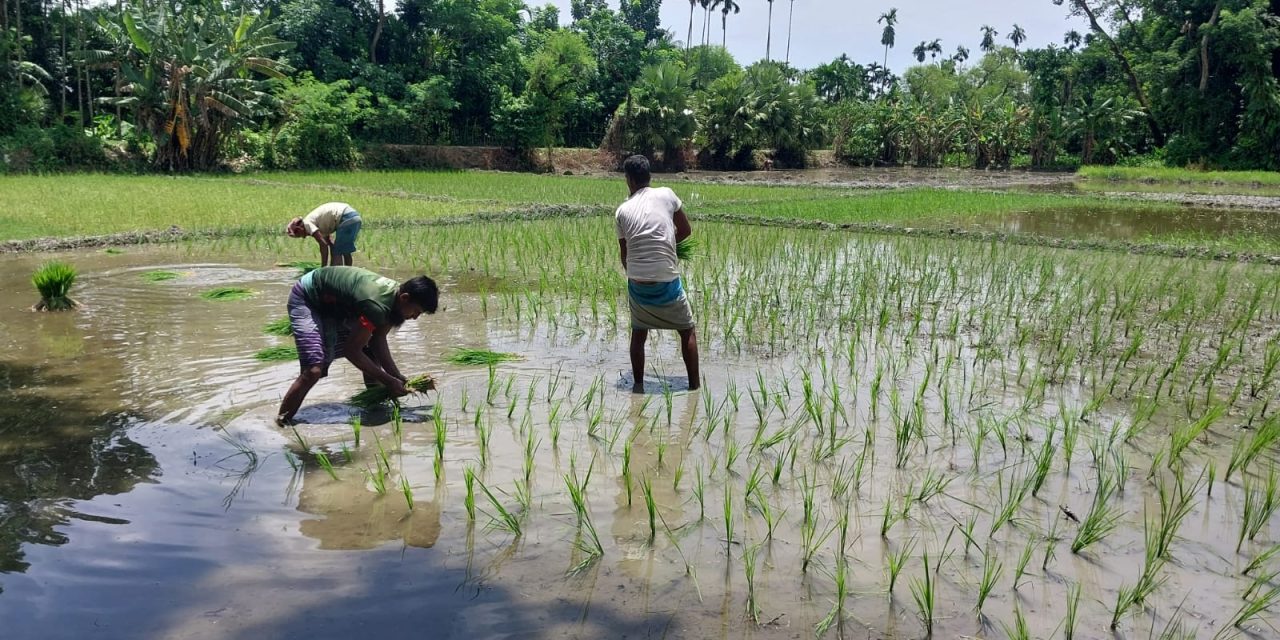 আমনধান রোপনে ব্যস্ত সময় পার করছেন চরফ্যাশনের কৃষকরা