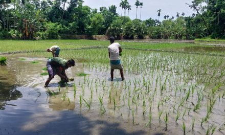 আমনধান রোপনে ব্যস্ত সময় পার করছেন চরফ্যাশনের কৃষকরা