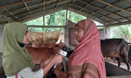 সাংসারিক কাজের পাশাপাশি বাড়তি আয়ের উৎস হিসেবে গরু পালন করছেন মৌসুমী বেগম