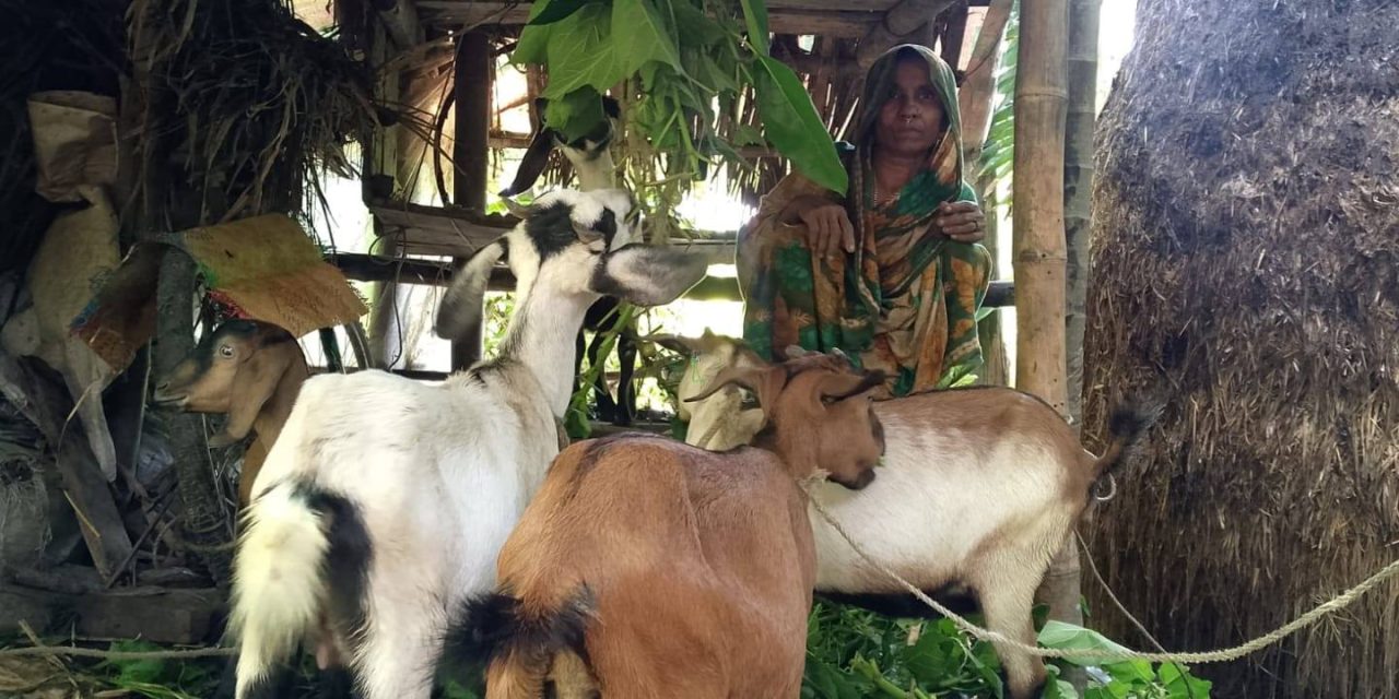 ছাগল পালন করে সাংসারিক কাজের পাশাপাশি বাড়তি আয় করছেন এলাহিনুর বেগম