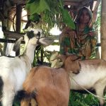 ছাগল পালন করে সাংসারিক কাজের পাশাপাশি বাড়তি আয় করছেন এলাহিনুর বেগম