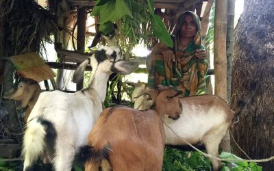 ছাগল পালন করে সাংসারিক কাজের পাশাপাশি বাড়তি আয় করছেন এলাহিনুর বেগম
