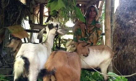 ছাগল পালন করে সাংসারিক কাজের পাশাপাশি বাড়তি আয় করছেন এলাহিনুর বেগম