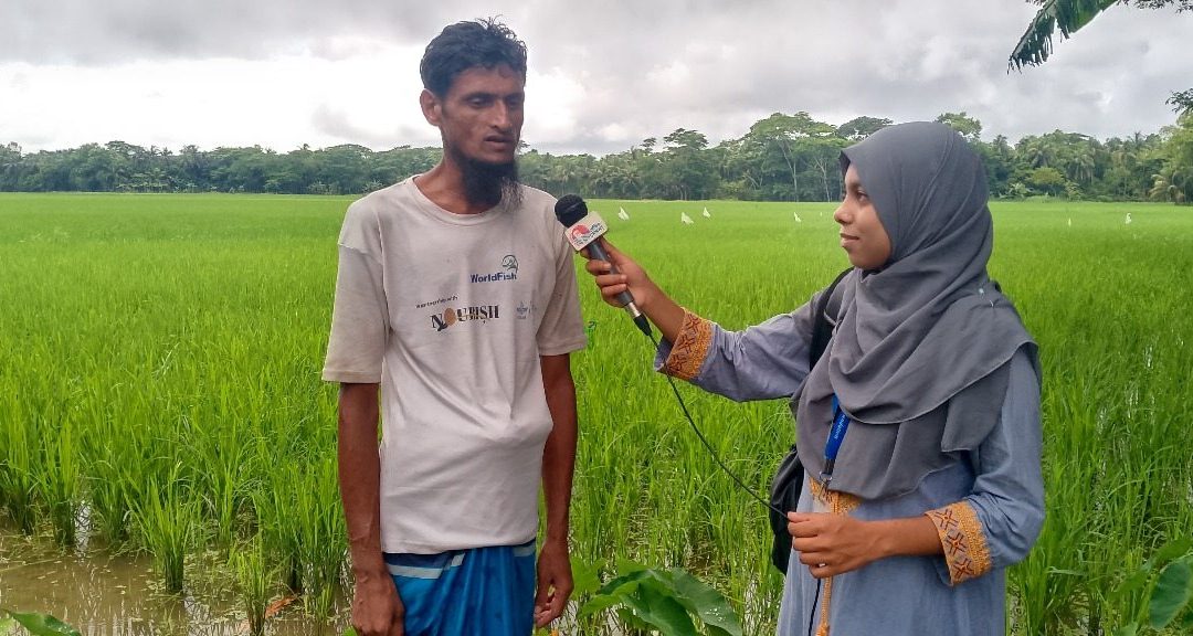 চরফ্যাশন উপজেলায় আমন ধানের লক্ষ মাত্র ৭১ হাজার ৯শত ৮০ হেক্টর