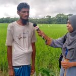 চরফ্যাশন উপজেলায় আমন ধানের লক্ষ মাত্র ৭১ হাজার ৯শত ৮০ হেক্টর