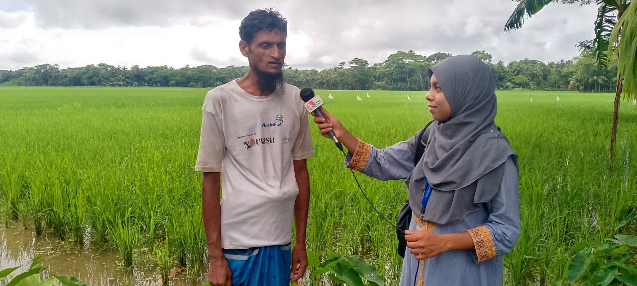 চরফ্যাশন উপজেলায় আমন ধানের লক্ষ মাত্র ৭১ হাজার ৯শত ৮০ হেক্টর