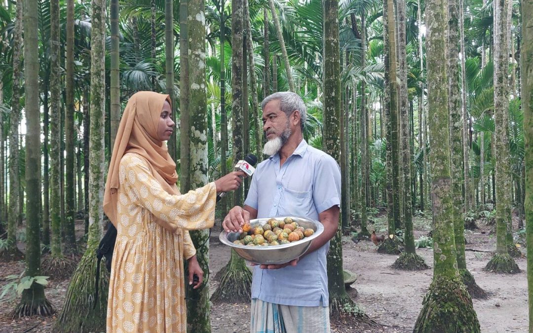 চরফ্যাসনে বানিজ্যিকভাবে সুপারির চাষ, বাম্পার ফলনে হাসি কৃষকের মুখে