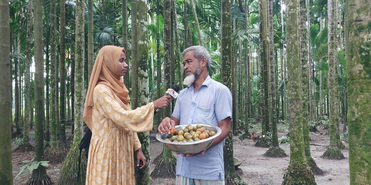 চরফ্যাসনে বানিজ্যিকভাবে সুপারির চাষ, বাম্পার ফলনে হাসি কৃষকের মুখে