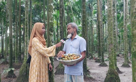 চরফ্যাসনে বানিজ্যিকভাবে সুপারির চাষ, বাম্পার ফলনে হাসি কৃষকের মুখে
