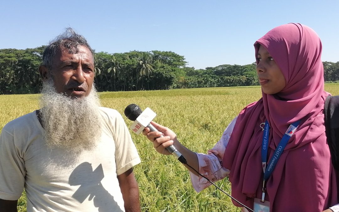 চরফ্যাশনে আমনের বাম্পার ফলন কৃষকের মুখে হাসির