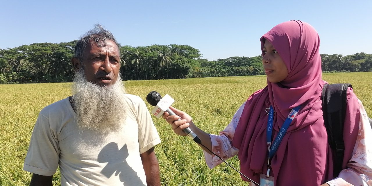 চরফ্যাশনে আমনের বাম্পার ফলন কৃষকের মুখে হাসির