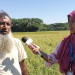 চরফ্যাশনে আমনের বাম্পার ফলন কৃষকের মুখে হাসির