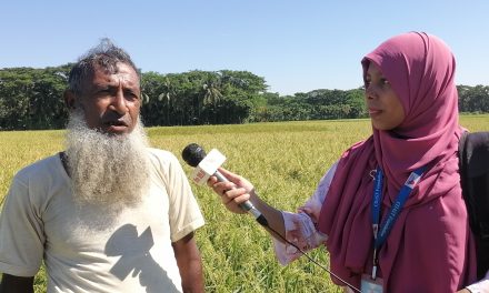 চরফ্যাশনে আমনের বাম্পার ফলন কৃষকের মুখে হাসির