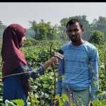 শীতকালীন আগাম সীম চাষে ব্যস্ত সময় পার করছেন কৃষকরা