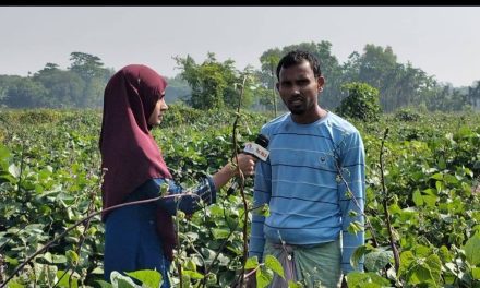 শীতকালীন আগাম সীম চাষে ব্যস্ত সময় পার করছেন কৃষকরা